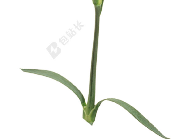 花朵免抠素材