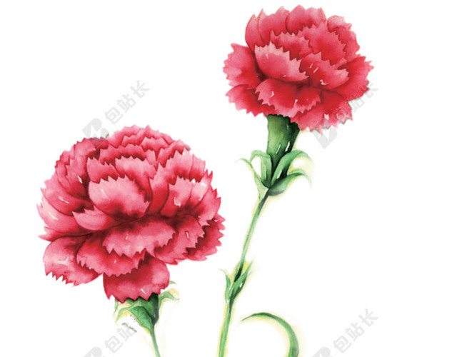 玫瑰花免抠素材
