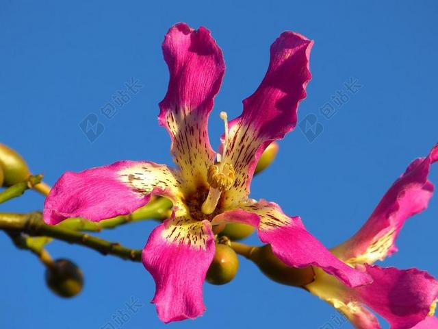 蓝色粉色木棉花背景图片