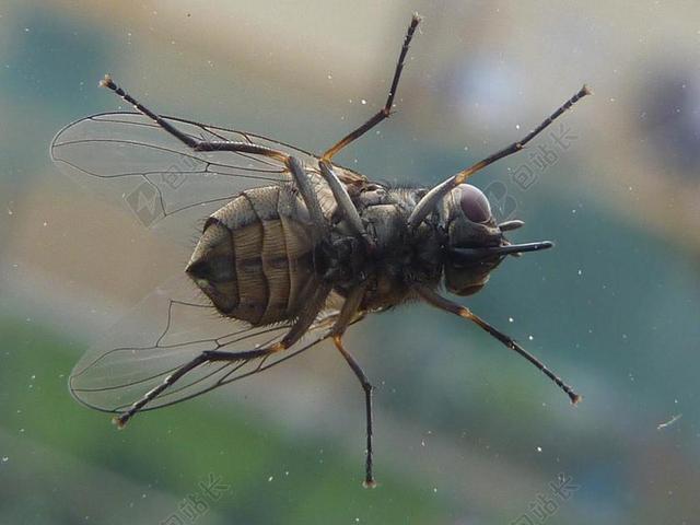昆虫 莫斯科 飞 苍蝇 性质 BUG