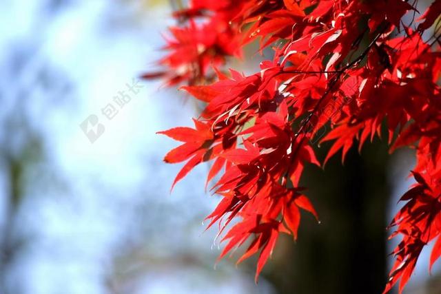 秋天的树叶 秋季 木材 红色的枫叶