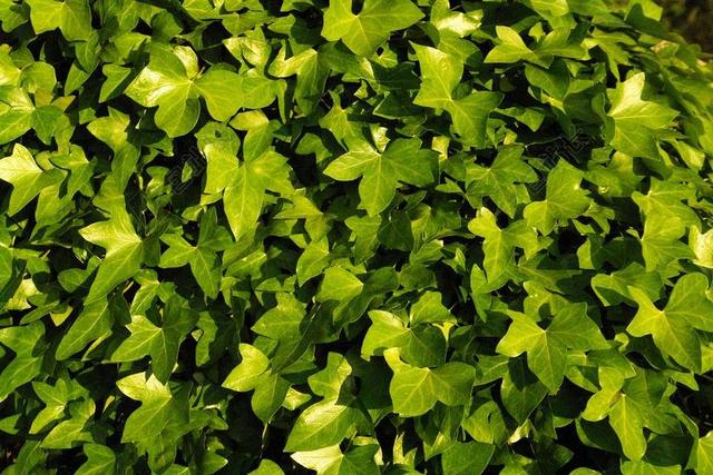 常春藤 植被 绿色 爬山虎的叶子 郁郁葱葱 性质