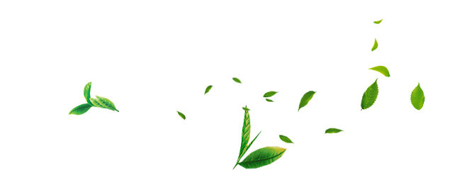 新鲜茶叶素材