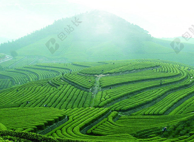 茶山背景素材