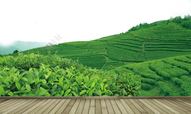 茶山木板海报背景草地素材