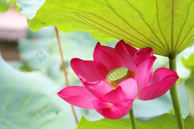 荷花 雨后 红螺寺
