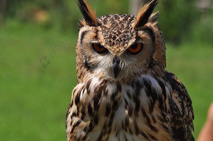 欧亚老鹰猫头鹰 鸟 野生动物 自然 坐 鸟嘴 捕食者 猛禽