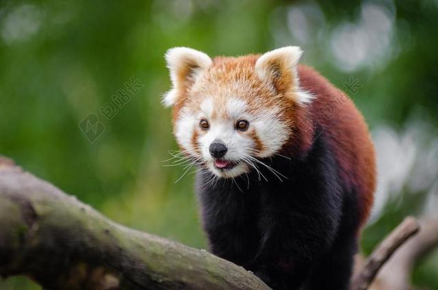 可爱的 动物 枝杈 可爱 宠物 小熊猫 野生动物