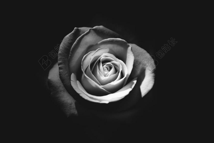 黑白凄暗玫瑰花朵背景图片