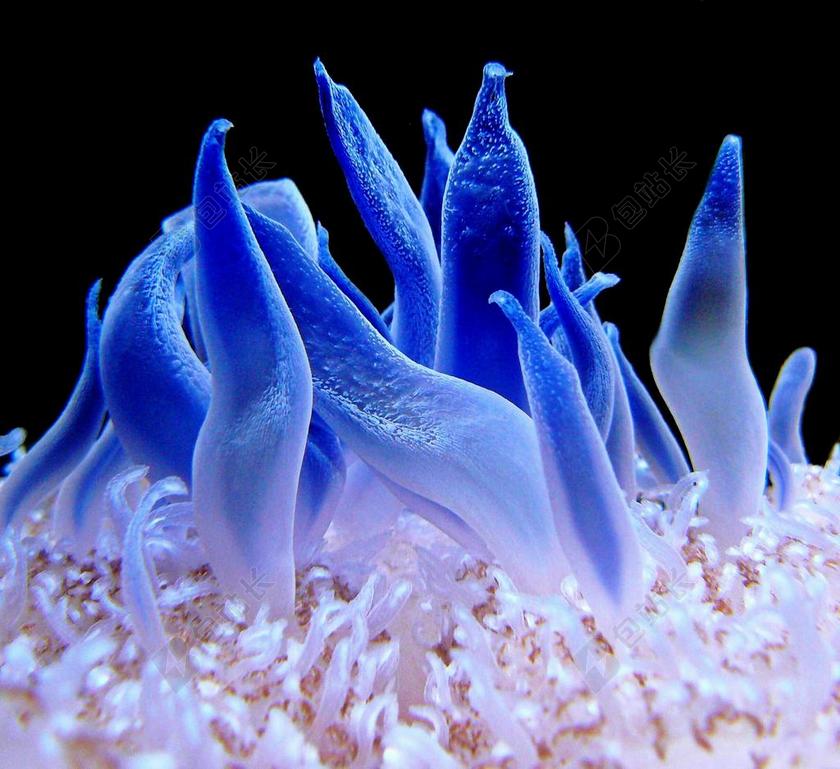 蓝色唯美珊瑚礁背景图片