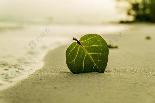 绿色植物海边沙滩上的绿叶背景图片
