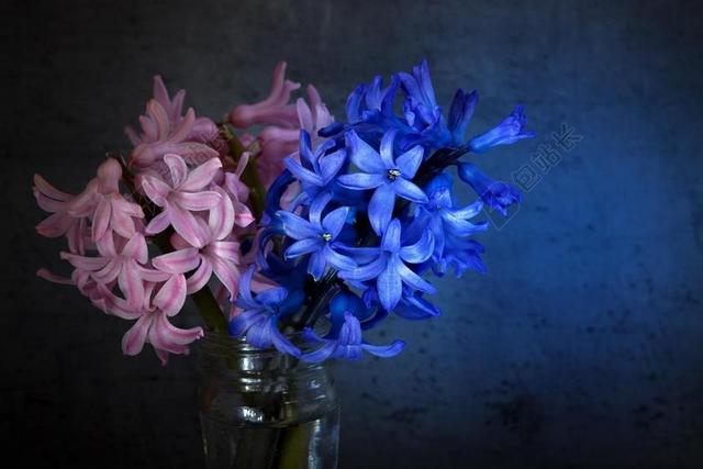风信子 鲜花 蓝色 粉红色 小花 香花 春天的花