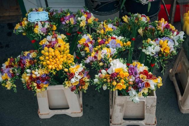 彩色美丽鲜花背景图片