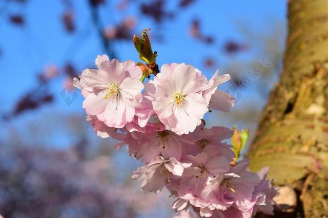 樱花 粉红色 日本樱花盛开 鲜花 盛开 樱桃 日本樱花树 关闭