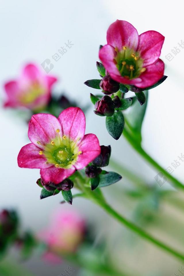 鲜花 粉红色 自然 花的 植物 春 开花 花瓣 夏天 颜色