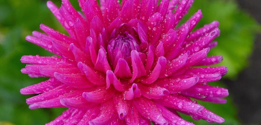 粉色鲜艳花朵背景图片