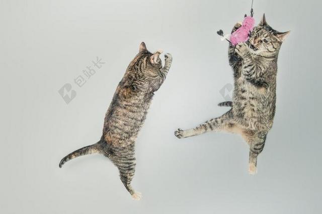 猫 跳 播放 玩耍 好玩 猫的 小猫 家养 可爱 可爱的