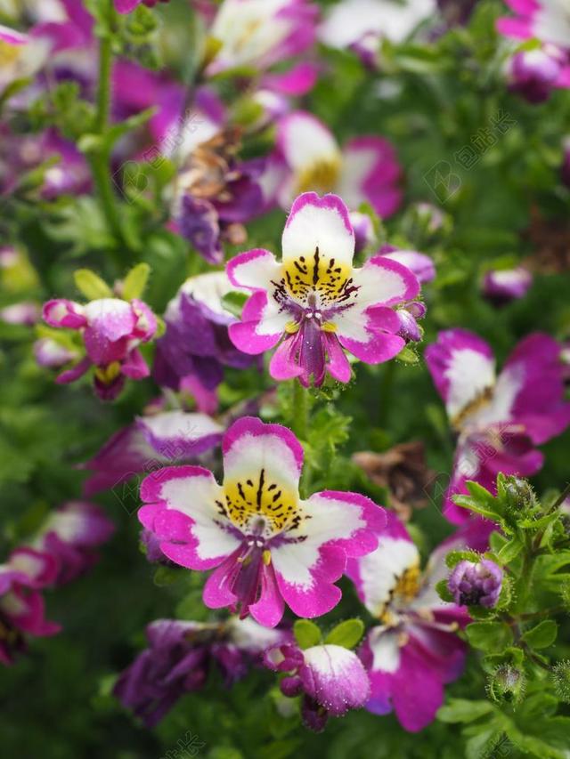 BAUERNORCHIDEE 鲜花 粉红色 白 黄色 黑色