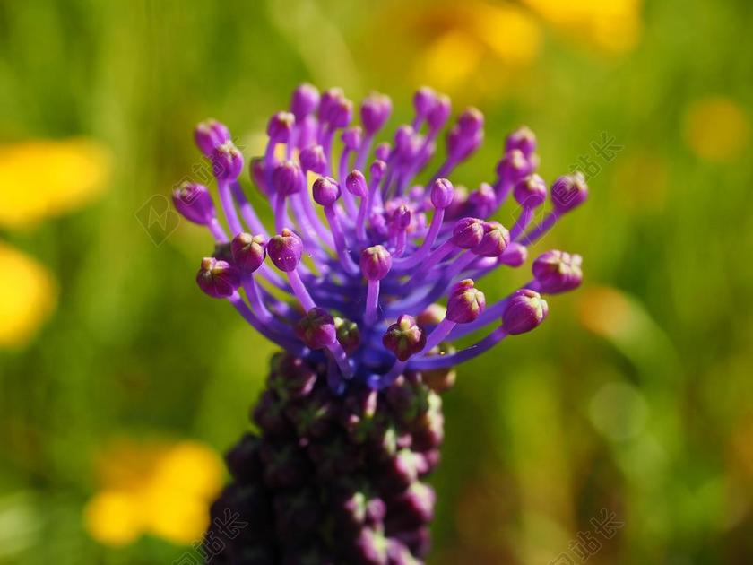 萧葡萄风信子 开花 花 紫 属 长方形 葡萄吊兰
