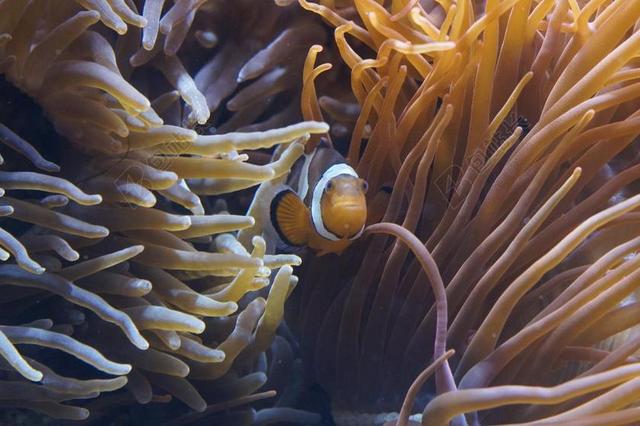 海葵 海底世界 水族馆 海 生物 水下 水