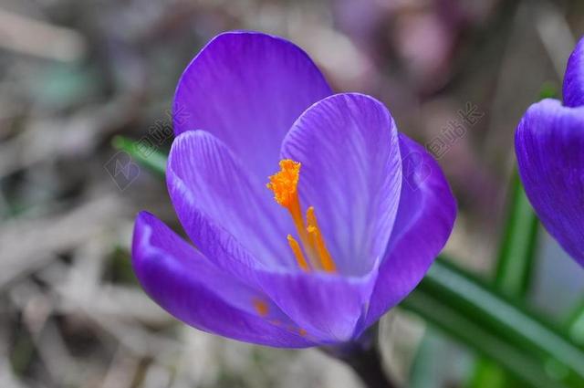 藏红花 花 开花 紫 厂 春天的花 春天的预兆 早布卢默