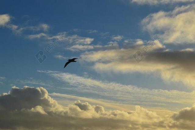 云 海鸥 天空 自然 飞行