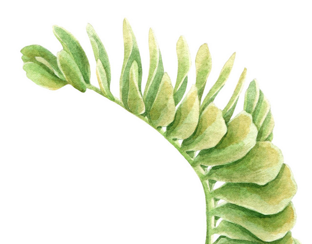 手绘芭蕉叶子水彩插画