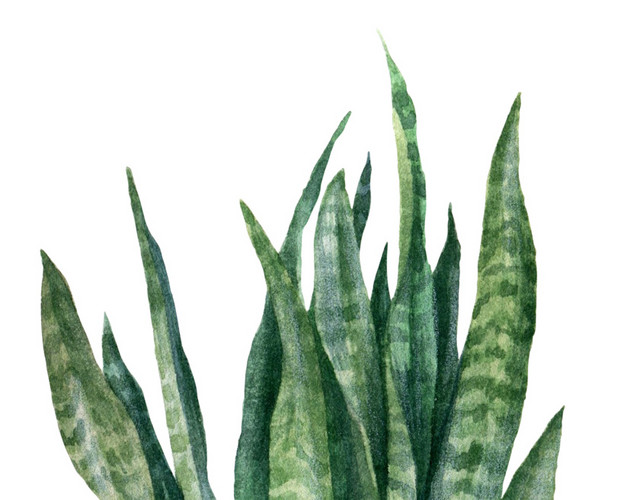 手绘植物篮子水彩插画