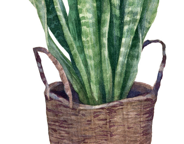手绘植物篮子水彩插画