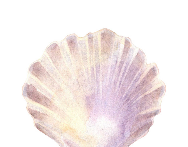 手绘珍珠贝壳水彩插画
