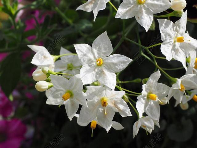 花 鲜花 白 明星 素馨叶白英 龙栀子 茄果类 茄科 登山者