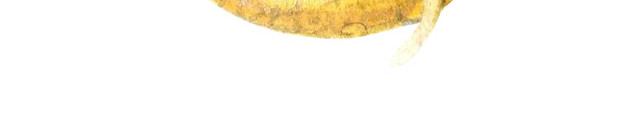 手绘菠萝游泳圈水彩插画