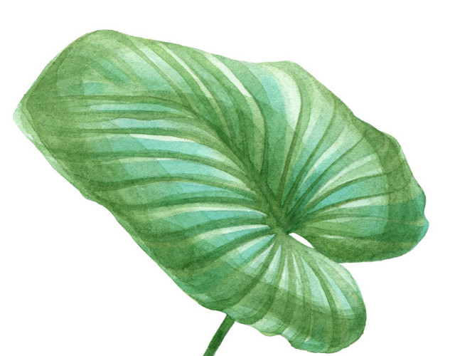 手绘滴水观音叶子水彩插画
