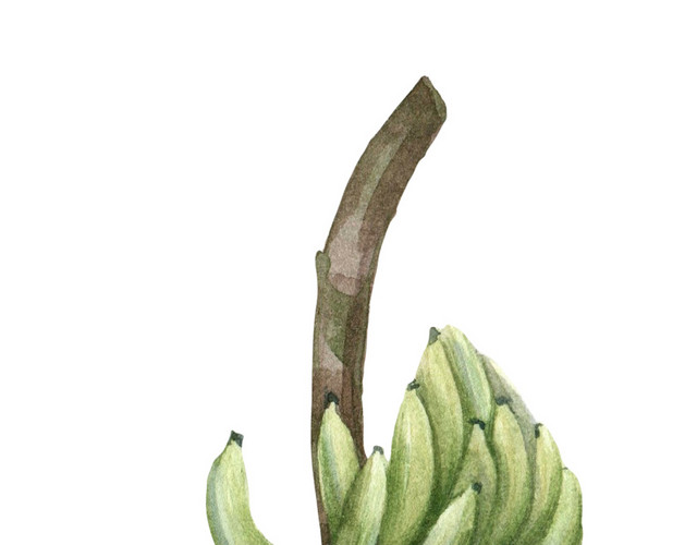 香蕉树手绘水彩插画