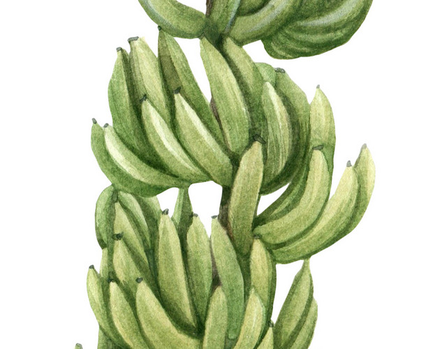 香蕉树手绘水彩插画