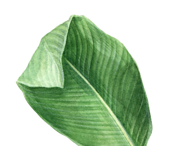 芭蕉叶手绘水彩插画