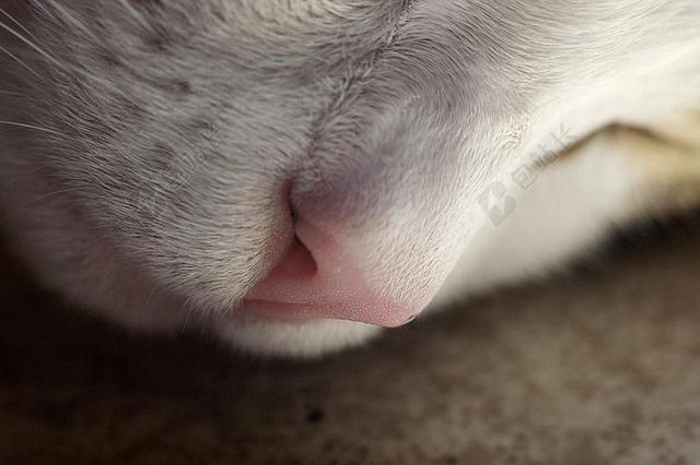 鼻子 猫咪 国内的猫 睡猫 枪口
