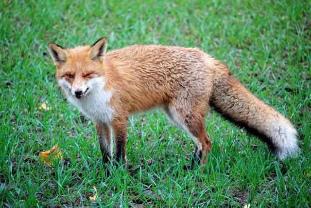 福克斯 红狐狸 野生动物 动物 毛色微红 毛皮 捕食 哺乳动物