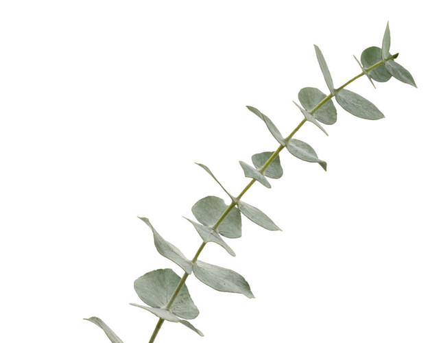 一枝右倾绿叶植物图片