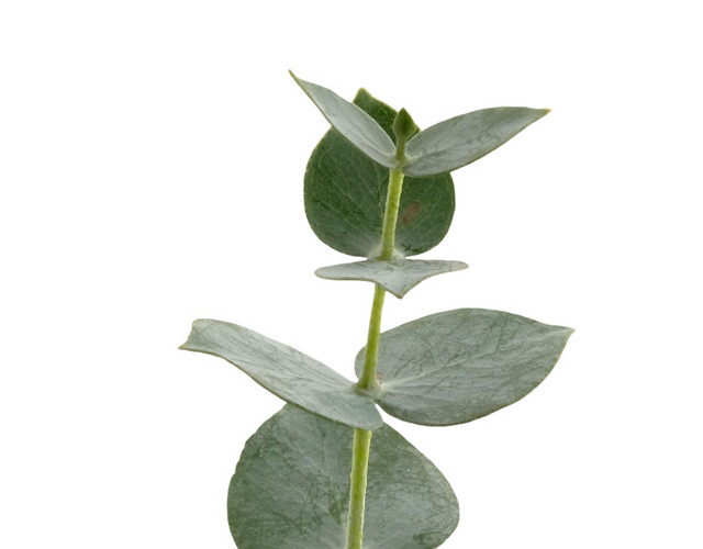 一枝绿叶植物图片