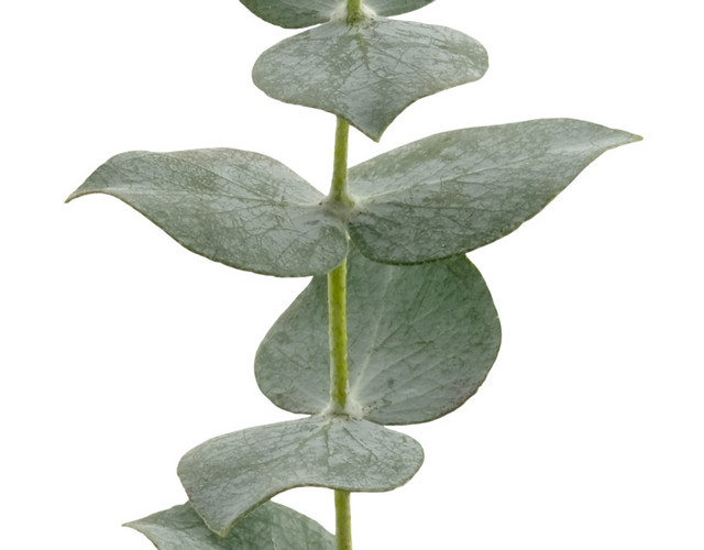 一枝绿叶植物图片