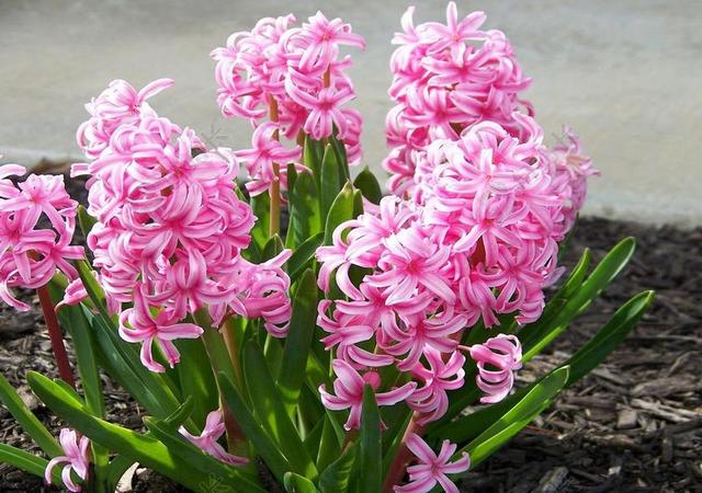 鲜花 景观 自然 季节 仍 生活 风信子 开花 粉红色 春