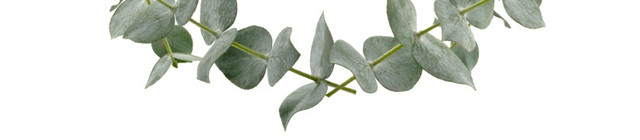 绿色植物树叶树枝装饰圆环