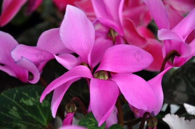 仙客来 春天的花朵 粉红色的花 性质