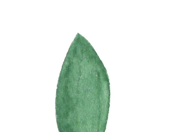 植物一片叶子矢量素材