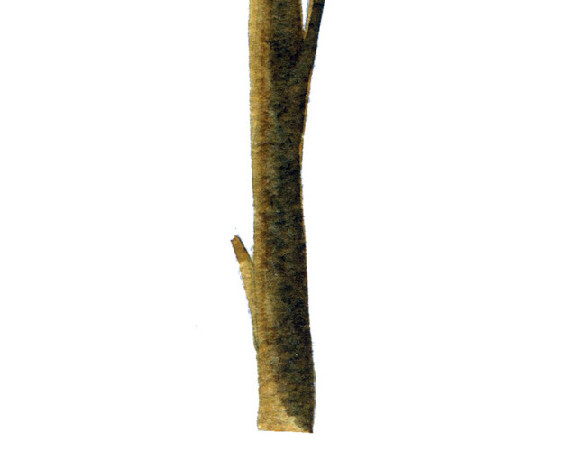 黄色树枝矢量素材