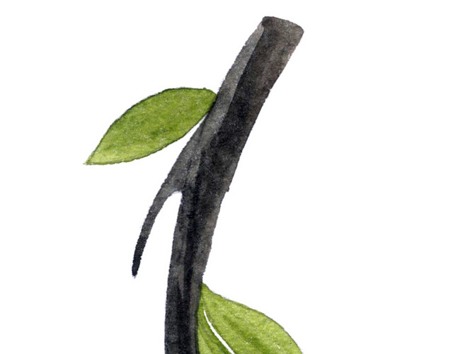 植物树枝树叶矢量素材