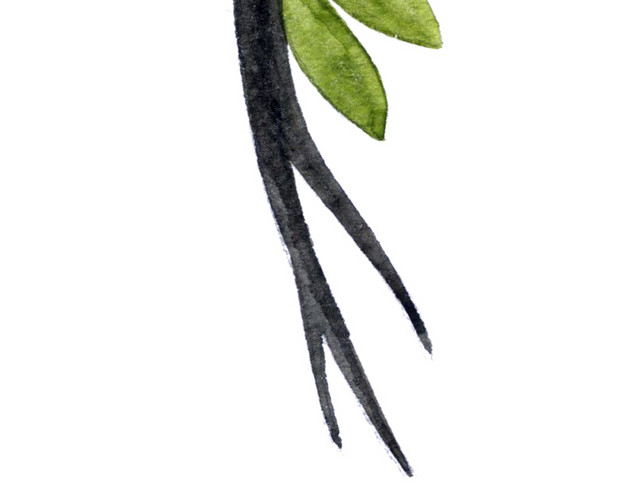 植物树枝树叶矢量素材