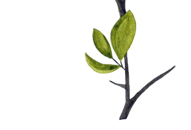 植物树枝树叶矢量素材