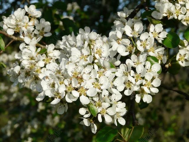 鲜花 白 梨 梨花 开花 果园 盛开 树